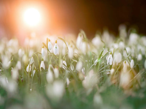 Celebrating Mother's Day in Ireland: A Tribute to Love and Light
