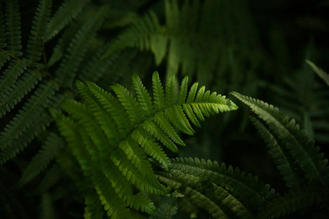 A Greener Flame – Sustainability at Milis